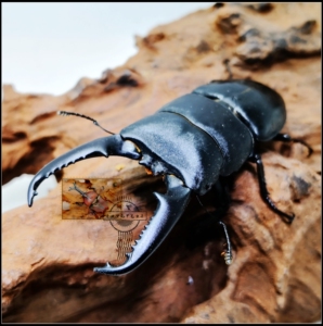 【现货】中国大扁锹 锹形虫【甲虫 成虫 幼虫】