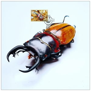 索摩里鬼艳锹标本【昆虫标本 甲虫标本】