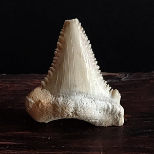 美国鱼牙齿化石 原石 动物牙齿 带锯齿的牙长3.5厘米(8号)