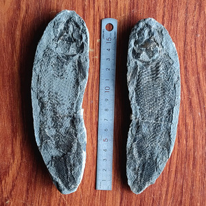 句容结核鱼 裂齿鱼化石(带牙齿头部立体 长17厘米 收藏级标本 )