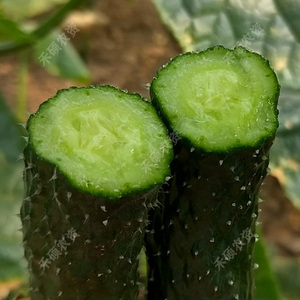 津研黄瓜种子