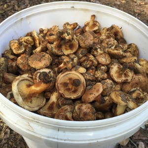 东北吉林省吉林通榆野生油蘑菇卤过油蘑杨树优质纯天然蘑5斤