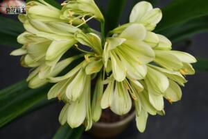 【长春任师傅君子兰】特种花卉 黄白花变异形成 绿(白)花