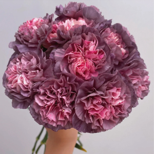 稀有哥伦比亚复古色康乃馨野马熔岩帕姆夫人顺丰冷链包邮