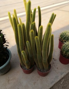 黄金纽仙人柱球多肉植物黄金条室内开花 带盆包邮35厘米实物