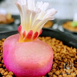 卯卯的花园 红樱桃毛汗尼 mg1800.5 种子 sb802 肉锥 需秋播