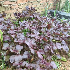 农家新鲜鸡冠紫苏叶田螺海鲜鱼虾去腥增香调料湖南益阳特产500克