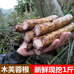 中草药新鲜木芙蓉根500g包邮 醉芙蓉根地芙蓉花根华木拒霜花木莲