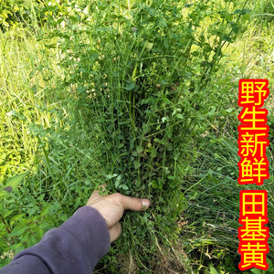 新鲜田基黄