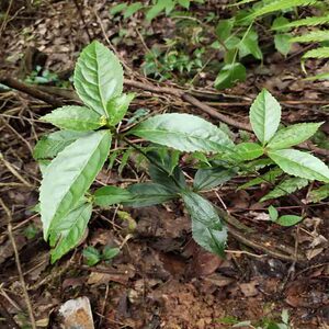 贵州黔东南锦屏黎平草珊瑚茶养生九节茶肿节风树苗