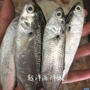 博贺港特产野生海鱼鲜活白弦鱼特价优惠本地人称其显仔显鱼满包邮