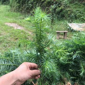 优质速生杉树苗刺杉木苗沙树小苗植树造林经济常绿花卉50棵起包邮