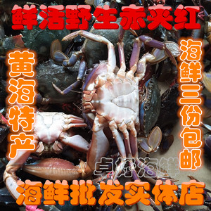 赤甲红鲜活螃蟹