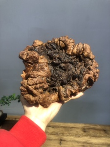 荔枝木树瘤随行雕刻花菜=发财家居创意摆件