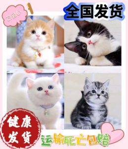 猫咪活体幼崽中华田园猫橘猫狸猫黑白猫网红狮子猫便宜小猫蓝白猫