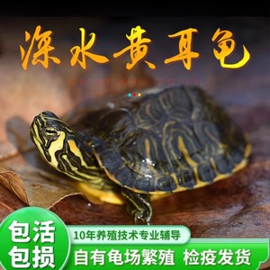 深水龟黄耳龟乌龟活物吃粪龟深水鱼缸混养火焰龟深水龟素食火焰龟