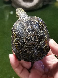 欧泽龟欧洲泽龟冷水外塘耐寒观赏龟归田牧歌直播选龟