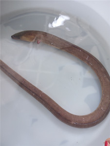 东山岛野生冷冻土龙 莱客生鲜 刺鳗骨鳗虎鳗血鳗鱼 活冻滋补药膳