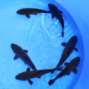 广州纯种日本锦鲤乌金铁包金顺丰发货包活