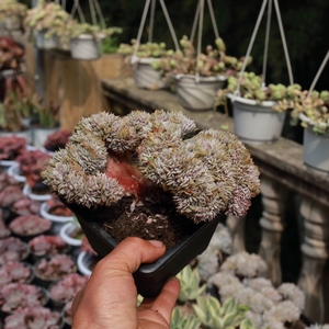 露养控养多肉植物蓝石莲木质老桩缀化一物一拍满48包邮2.24实拍