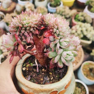 多肉植物 蓝安娜火焰杯老桩缀化 一物一拍 满48包邮(2.2实拍)