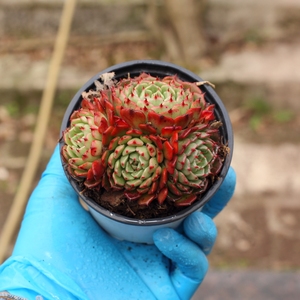 露养控养多肉植物新品王妃美妮群生老桩捧花一物一拍满48包邮3.