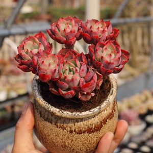 露养控养多肉植物新品泪无痕群生木质老桩一物一拍48包邮3.17实拍