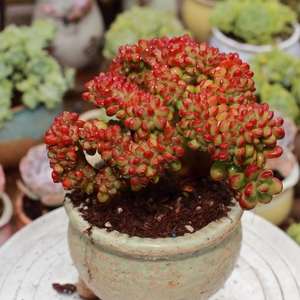 露养控养多肉植物 丸叶松绿缀化老桩 一物一拍满48包邮11.5实拍