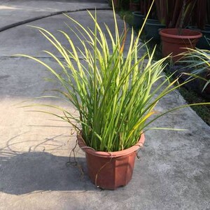 金叶石菖蒲植物水培菖蒲盆栽水养土养植物菖蒲多年生草本植物