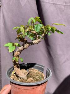 小叶红芽三角枫微盆景   童子功日本唐枫 丛林枫树盆景 秋季红