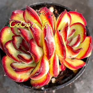 一物一拍墨西哥灵影多肉 红边灵隐多肉 实图拍摄 coco花房