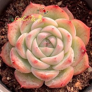 一物一拍水晶玫瑰多肉 精品贵货多肉植物阳台花卉 coco花房