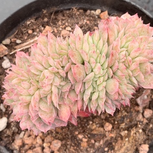 一物一拍秋宴缀化多肉 蓝安娜火焰杯缀化多肉 实图拍摄 coco花房