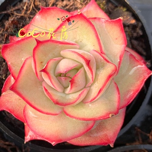 52福泽雅芳淘宝多肉植物粉色提示新款群生多头老桩办公室内阳台