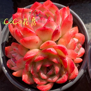 803人付款淘宝美杜莎多肉法师一物一拍老桩包邮高端红覆轮锦女巫