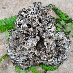 精选大朵新鲜野生干巴菌500克包邮云南特产野山菌送虎皮椒香味浓