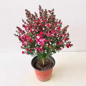 松红梅带花苞三色梅澳洲雪花梅室内花卉盆栽一树多色阳台四季好养