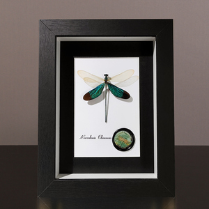 华艳色蟌蜻蜓标本蝴蝶工艺品装饰画7寸木质相框桌面DIY摆件送礼物