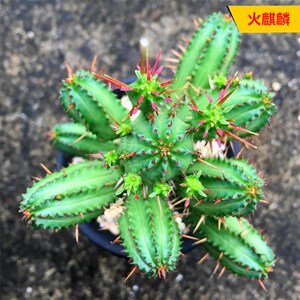 大颗火麒麟仙人球 大戟科红彩阁无刺开花多肉植物防辐射 窗台绿植