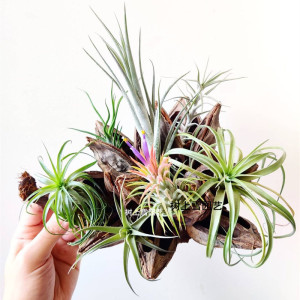 空气凤梨植物微景观