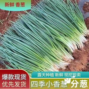 【湖北小葱】湖北小葱品牌,价格 - 阿里巴巴