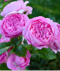 盆栽尚塔尔欧月大苗藤本月季花四季粉龙上海基地灌木玫瑰花