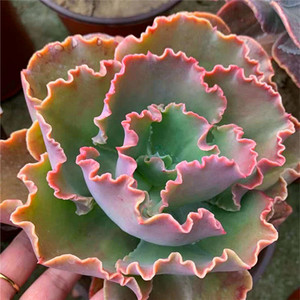 华唐龙多肉植物法国皇后包菜皱边12.8包邮绿植肉肉趣味绿植