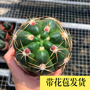 稀有趴刺天王丸仙人球 室内桌面易养会开花防辐射盆栽