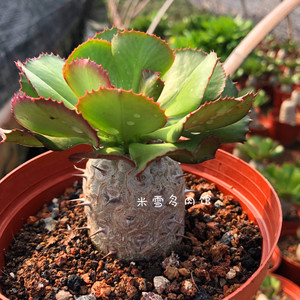 单刺麒麟 贝信麒麟大戟科 稀有多肉植物阳台净化空气绿植盆栽