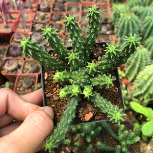 这没什么喜欢就好淘宝九头龙大戟科多肉植物稀有品