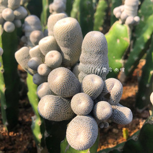 仙人球 小人帽子 嫁接 epithelantha bokei 月世界属