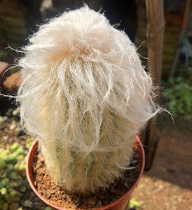 超大老乐柱仙人球 大棵仙人柱进口开花多肉植物室内桌面奇趣盆栽