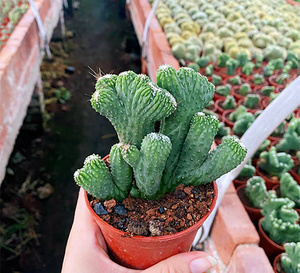 五指山仙人掌 麒麟山影多肉植物镇宅好养花卉绿植盆栽