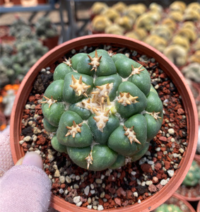 短豪刺象牙自根仙人球 顶花球属 稀有多肉植物